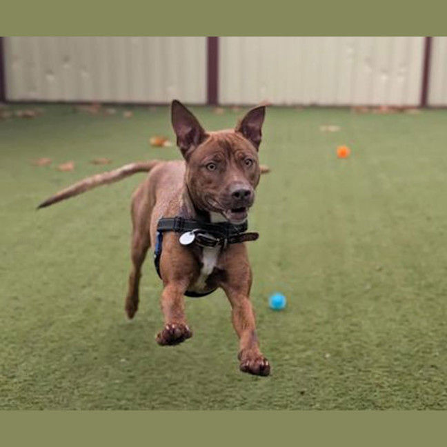 Photo of Roxy