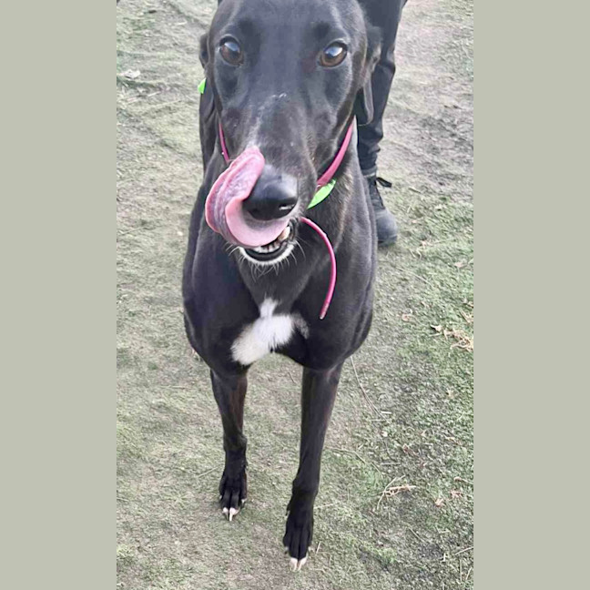 Photo of Layla, The Greyhound
