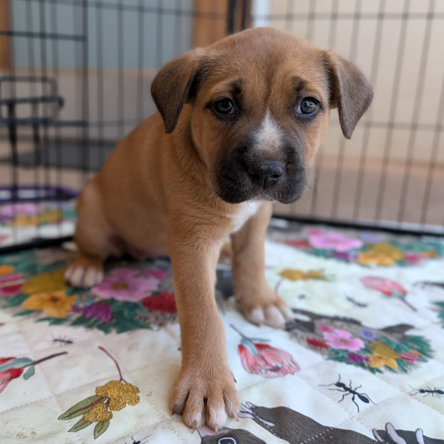 Photo of Hiccup