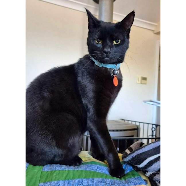 Photo of 11081   Shadow