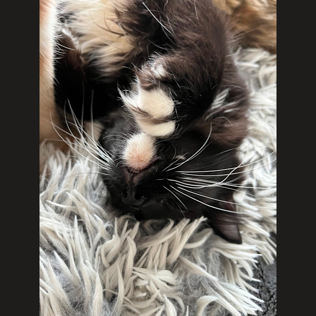 Photo of Candy *9 Lives Project Rescue*