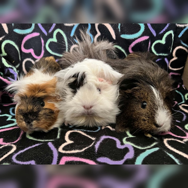 Photo of Milly, Mumble & Moxie
