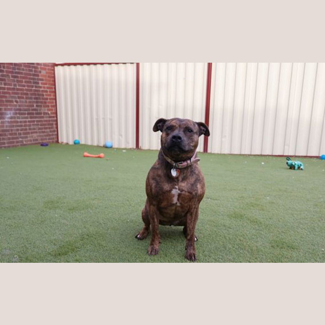 Photo of Rosie