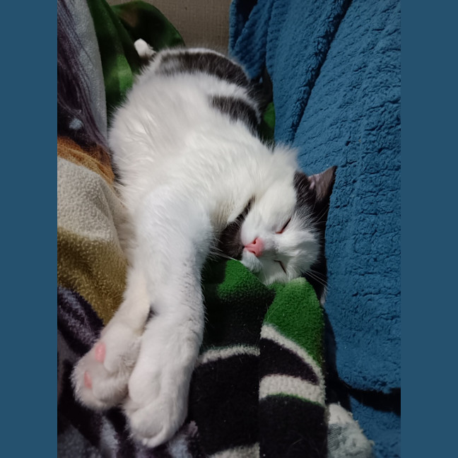 Photo of Bottlebrush