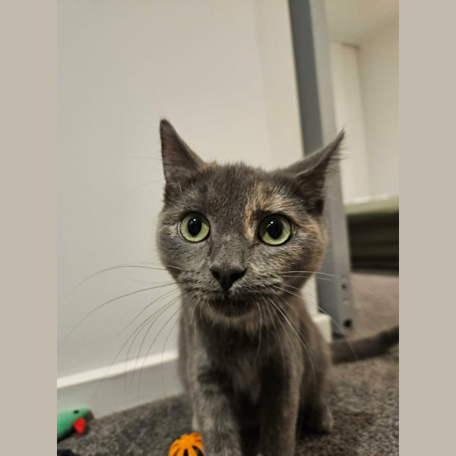 Photo of Sugar *9 Lives Project Rescue*