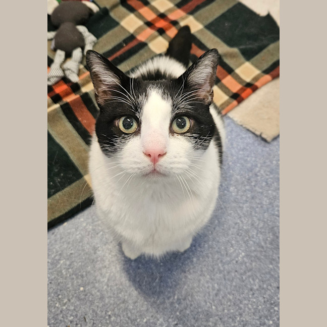 Photo of Loki