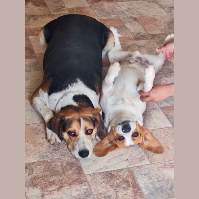 Photo of Mowgli & Barfi