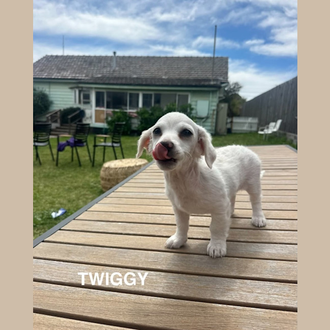 Photo of The Chihuahua Puppies!