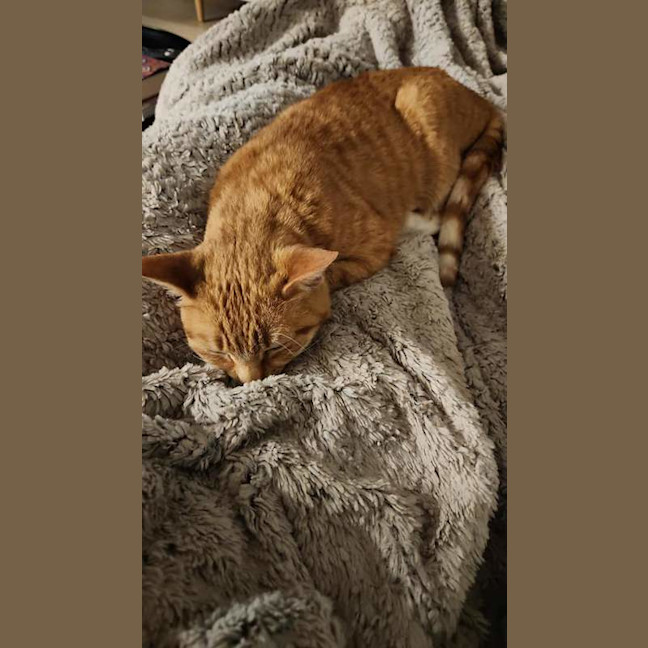 Photo of Goldie