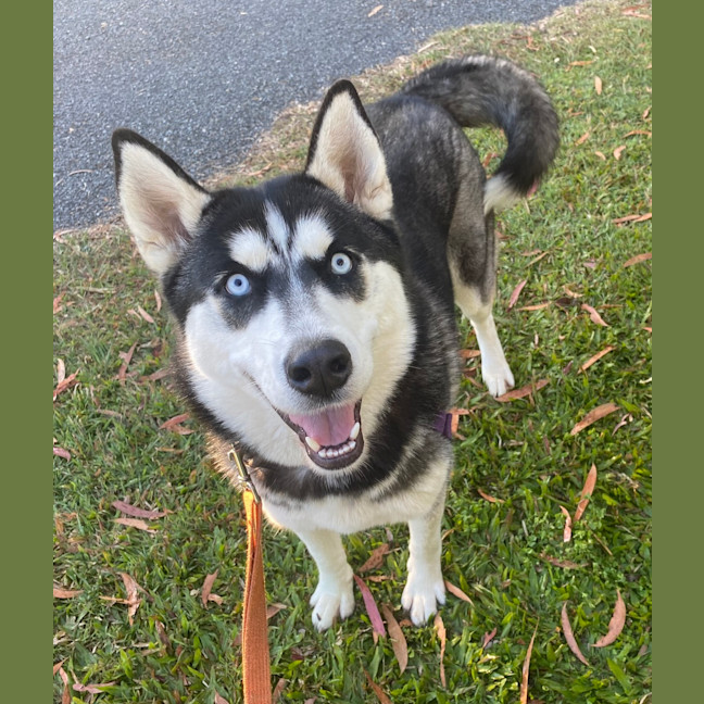 Photo of Blue