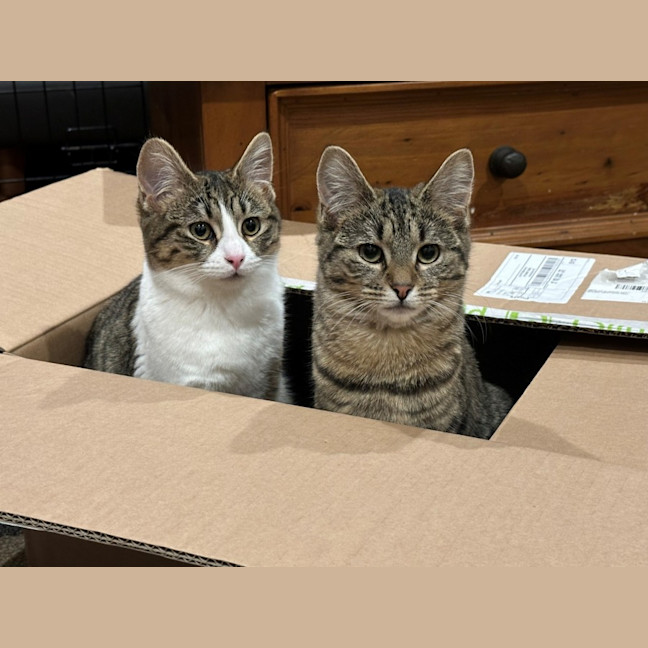 Photo of Cherry And Blossom