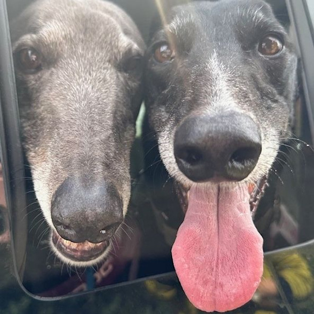 Photo of Miley The Greyhound