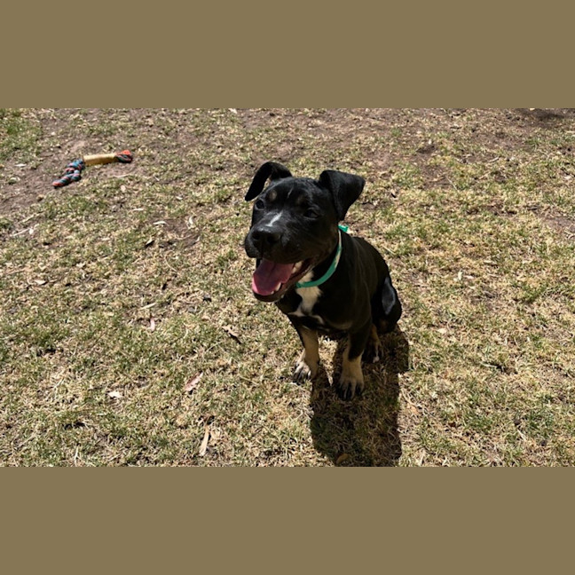 Photo of Jaffle