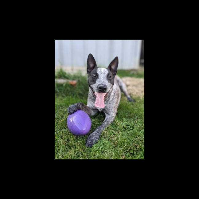 Photo of Ruby