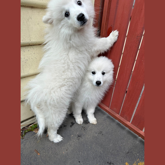 Photo of Cotton & Cloud