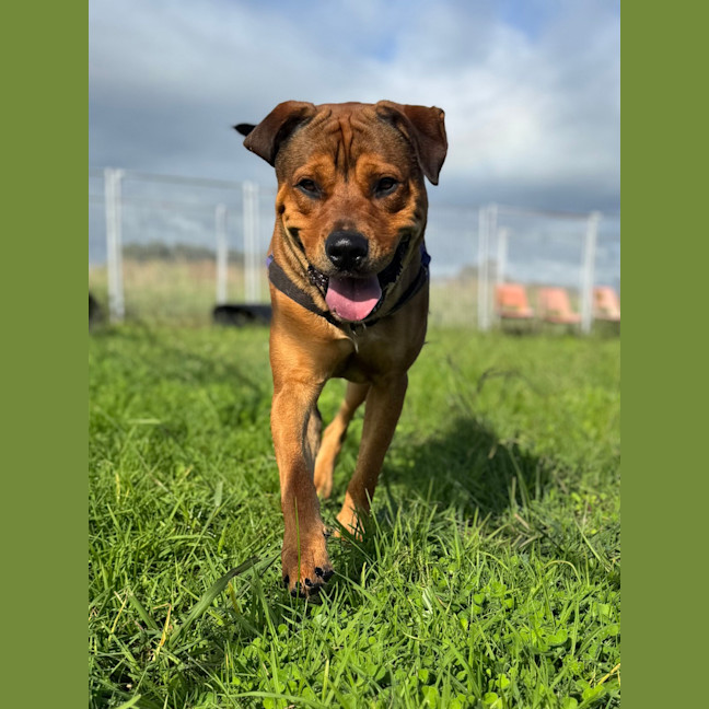 Photo of Chase