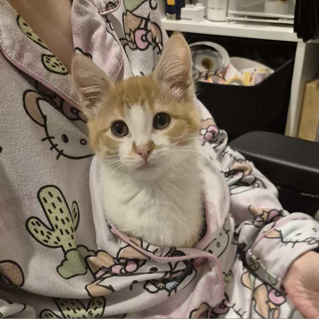 Photo of Rusty
