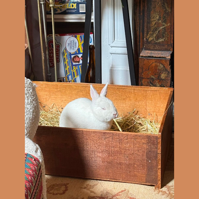 Photo of Bunnifer Anniston