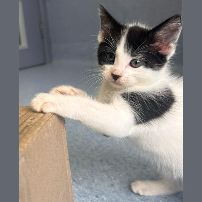 Photo of Zorks   In Foster Care In Ashburton