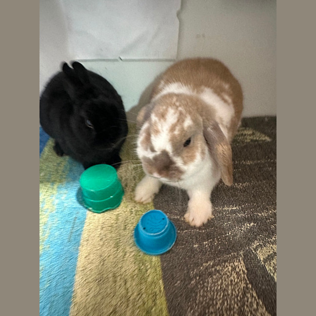 Photo of Lola & Mitsy