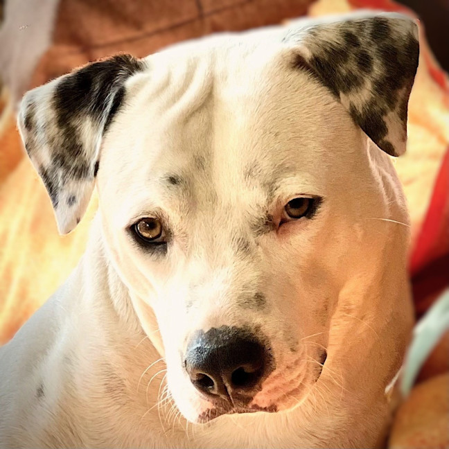 Photo of Kash