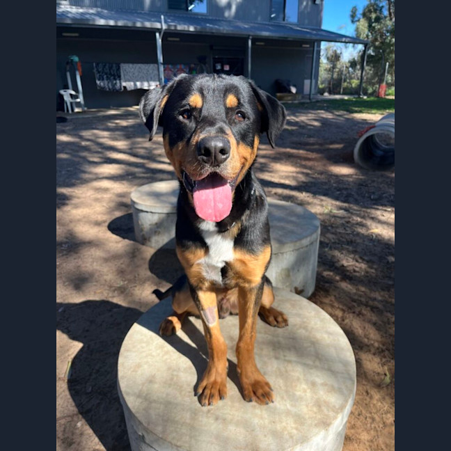 Photo of Skip