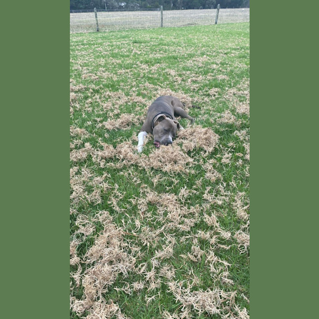 Photo of Oatmeal Cookies