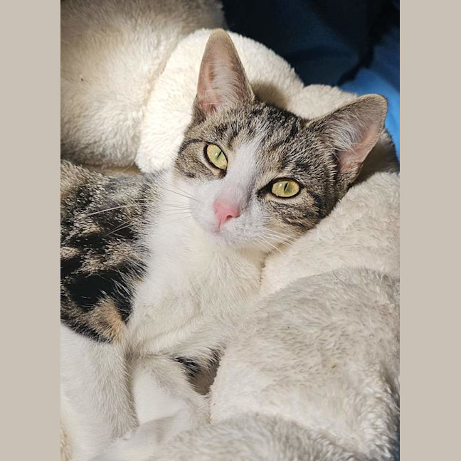 Photo of Gracie