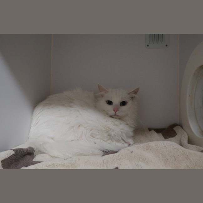 Photo of Crema