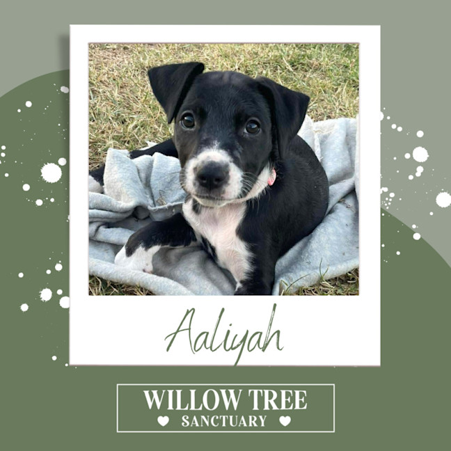Photo of Aaliyah