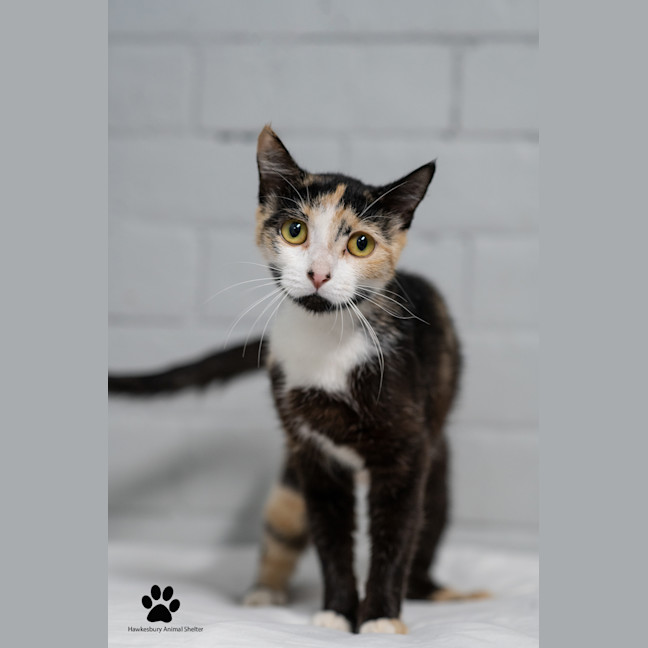 Photo of Sparkle
