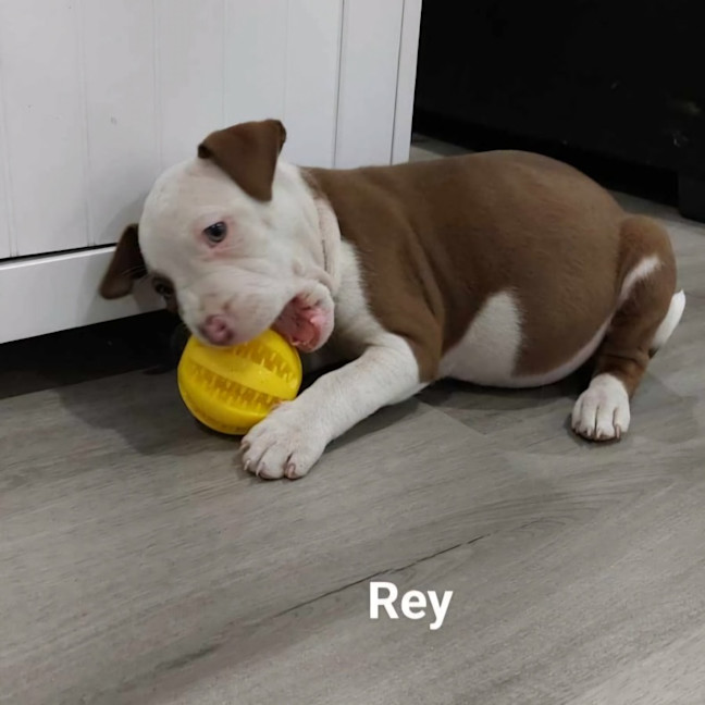 Photo of Rey