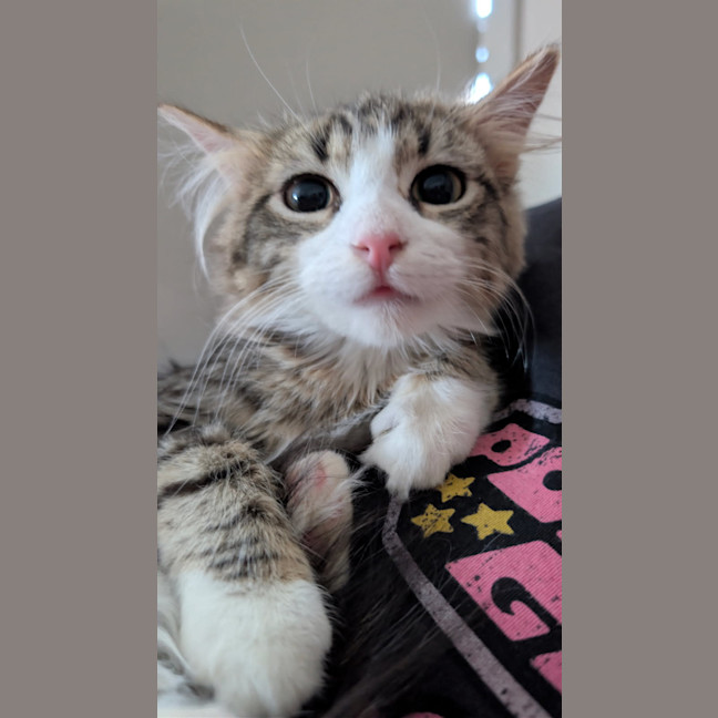 Photo of Marshmallow