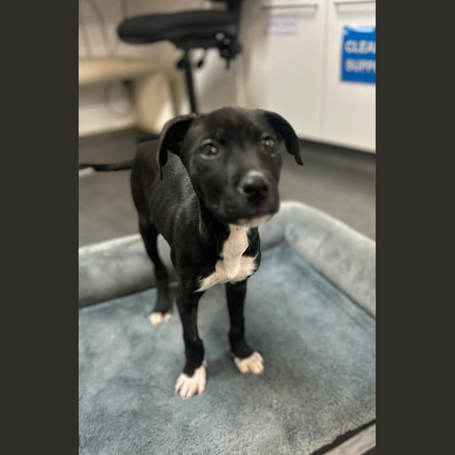 Photo of Nyx