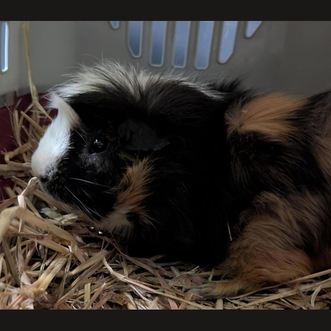 Photo of Pedro