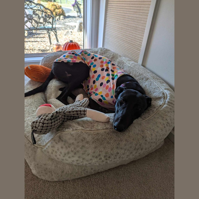 Photo of Bronte, Young Greyhound