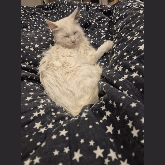 Photo of Emi * 9 Lives Project Rescue*