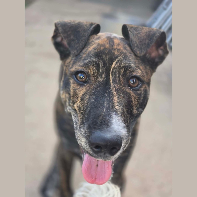 Photo of Archie