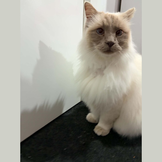Photo of Aslan