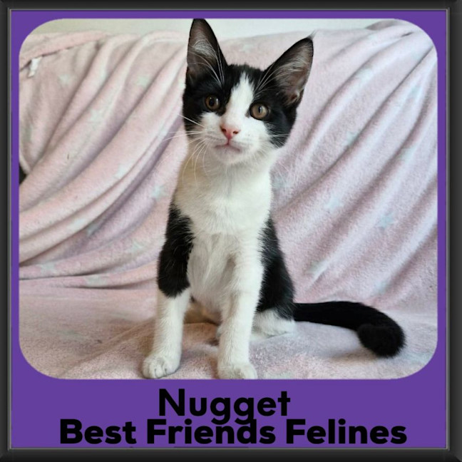 Photo of Nugget