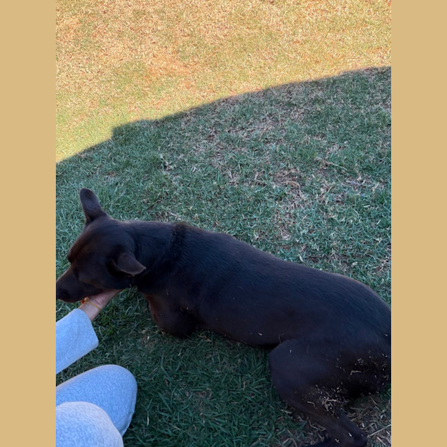 Photo of Shadow