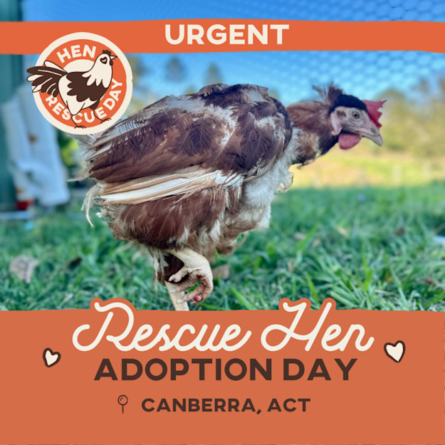 Photo of Rescue Hens  Adoption Day!