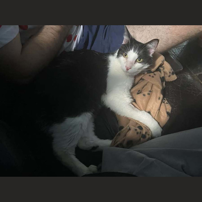 Photo of Poe *9 Lives Project Rescue*