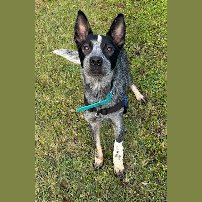 Photo of Jacko