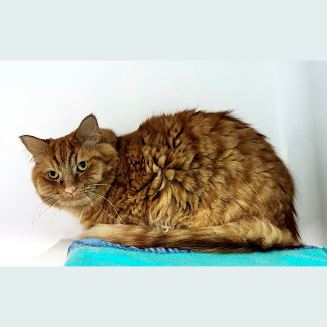 Photo of Ernie Sua014688