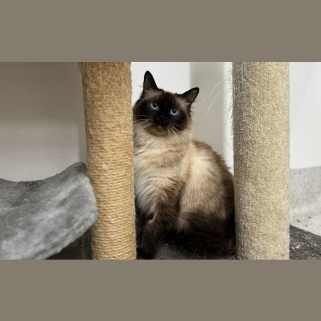 Photo of Peanut