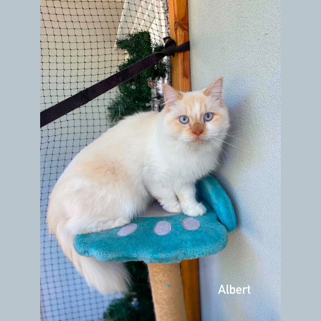 Photo of Albert