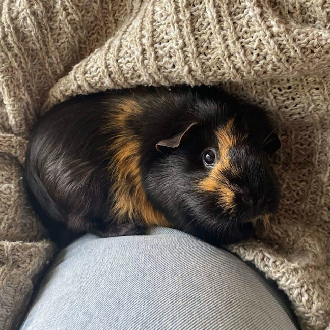 Photo of Smudge