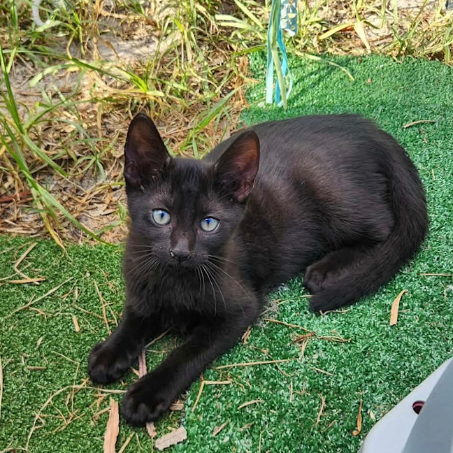 Photo of Knox
