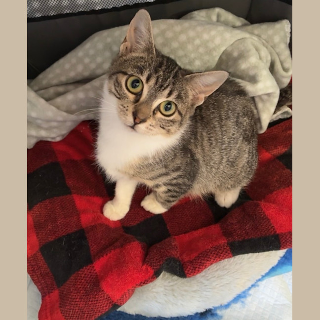 Photo of Clover